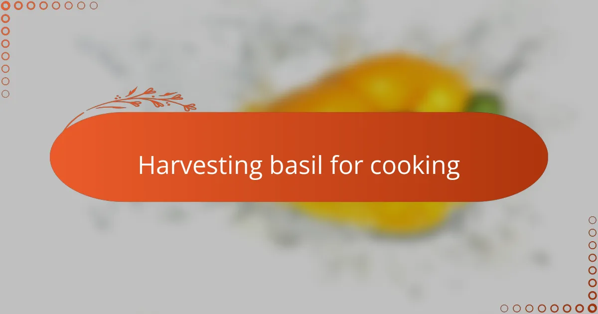Harvesting basil for cooking