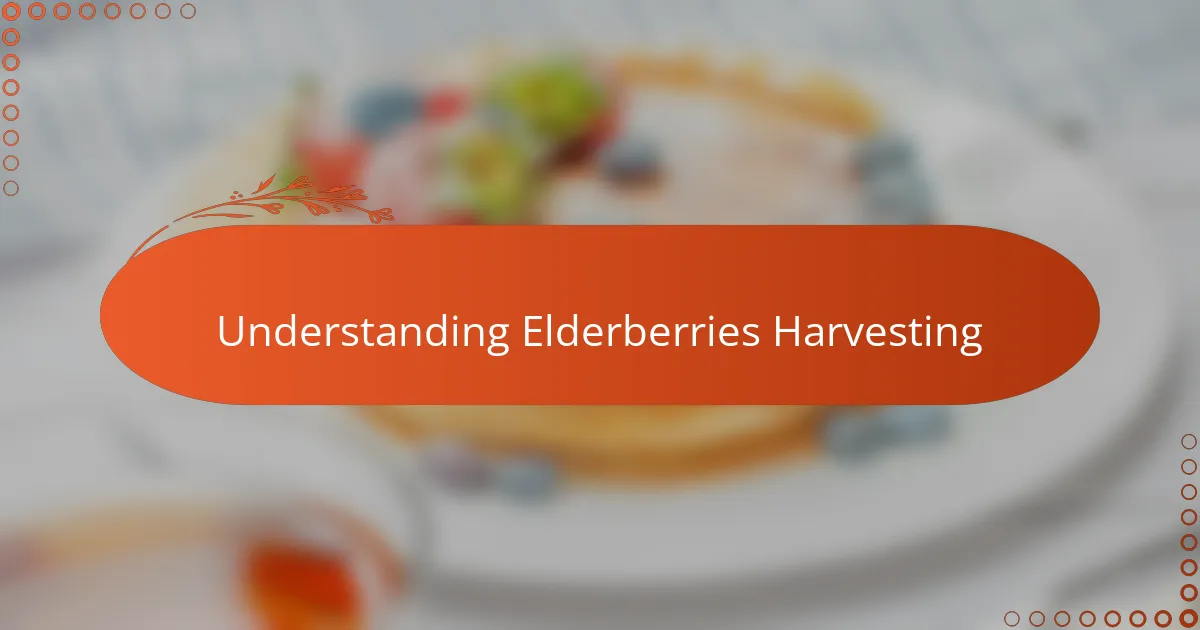 Understanding Elderberries Harvesting